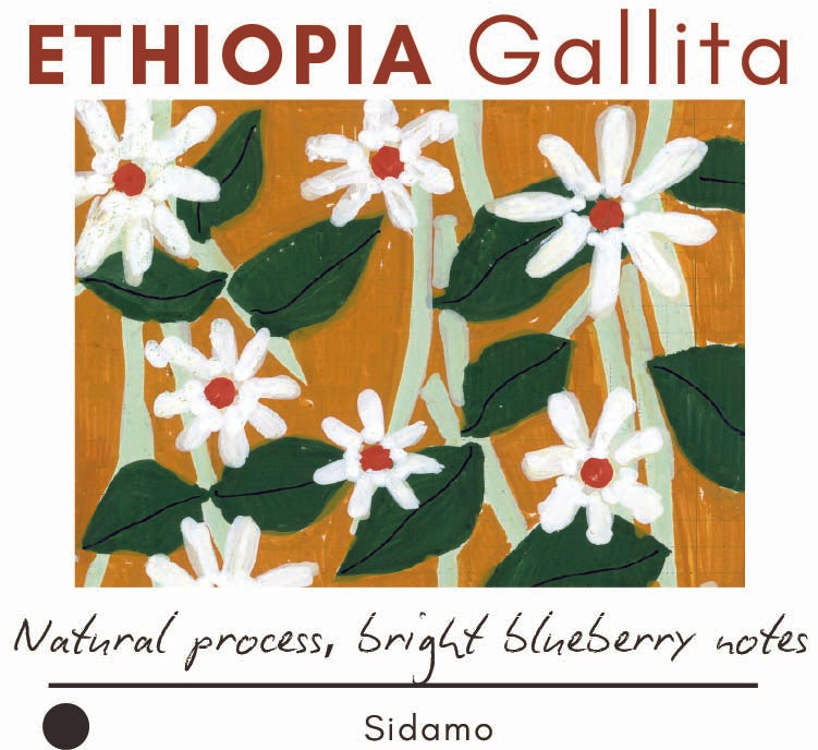 Ethiopia Gallita